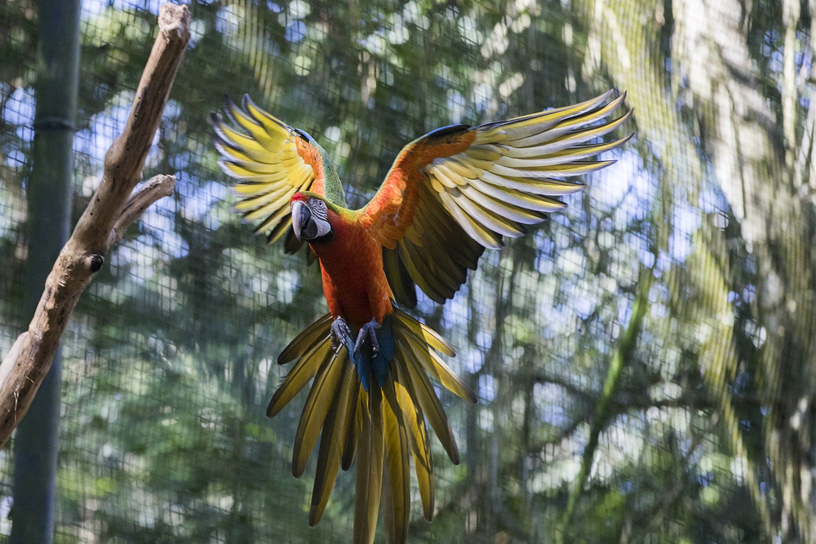 Parque das aves