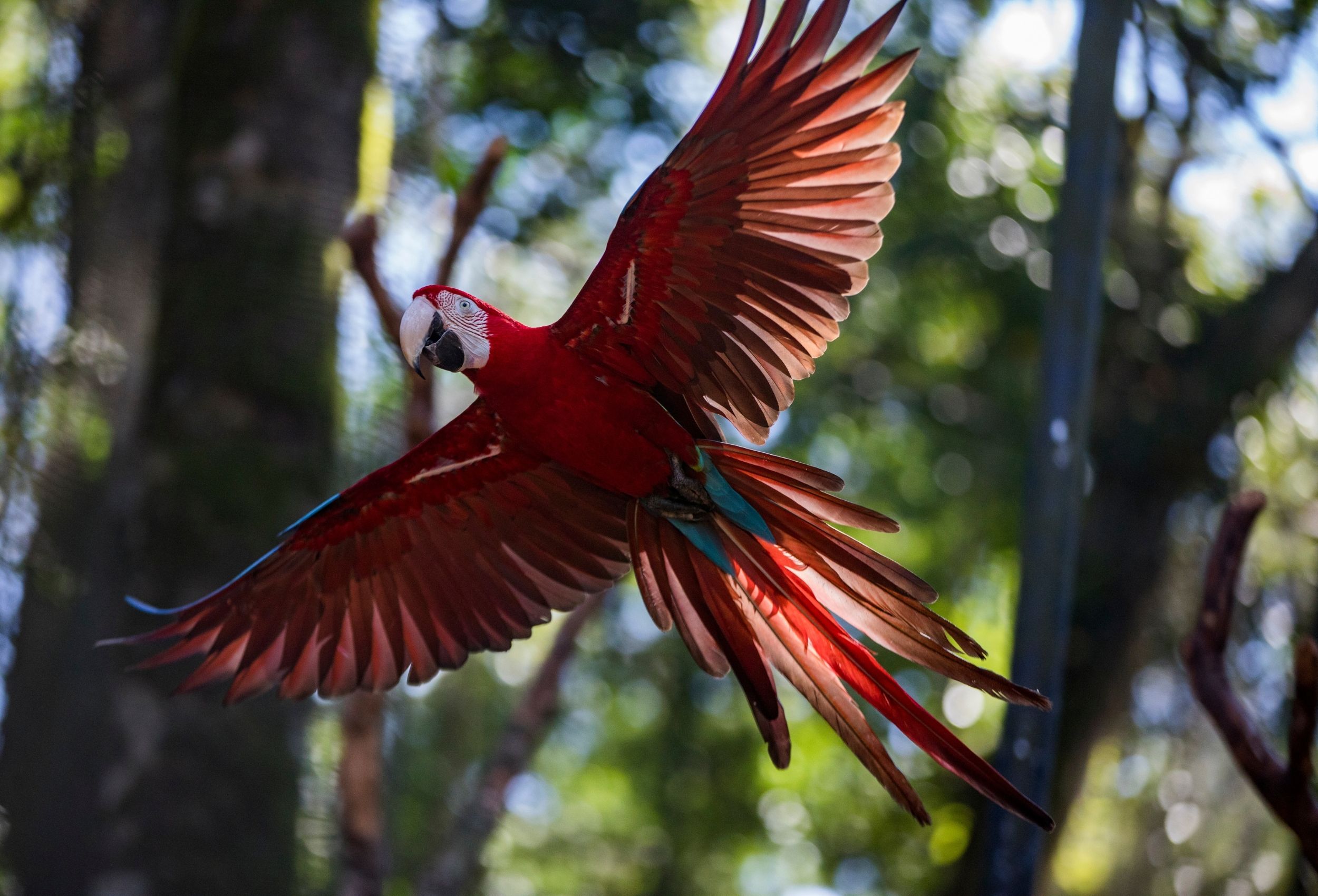 Carnaval em Foz - parque das aves