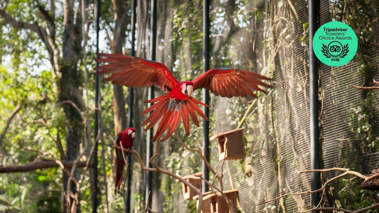 Parque das Aves recebe selo Travellers' Choice 2025 e lidera lista do TripAdvisor