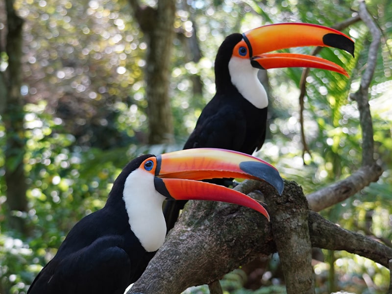 parque-das-aves