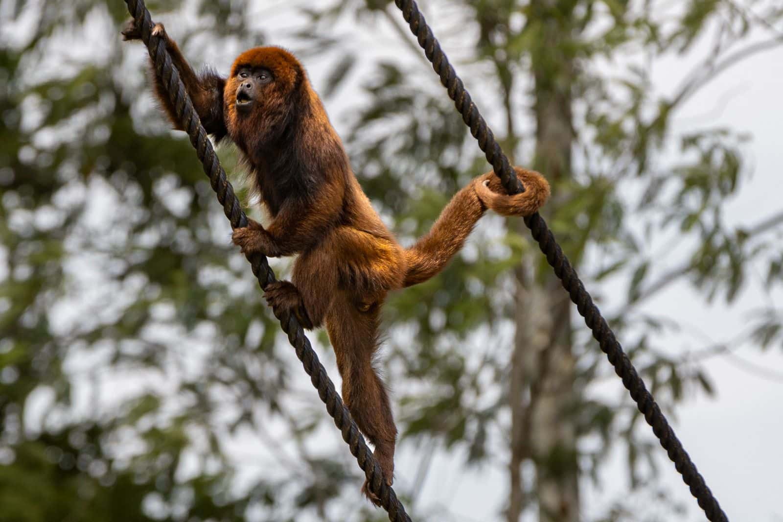Eco Park Foz celebra aniversário com entrada gratuita para moradores de Foz e descontos especiais para outras cidades