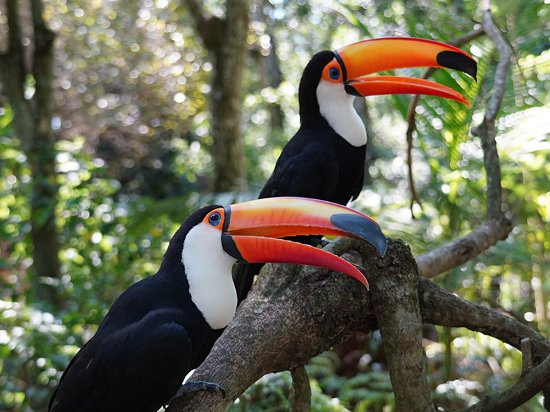 Parque das Aves