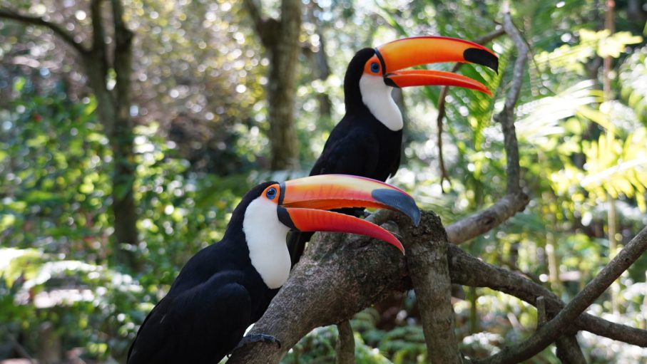 Cópia de tucano toco (1)