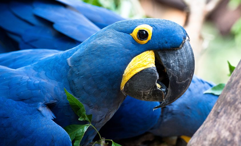 Parque das Aves Arara Azul