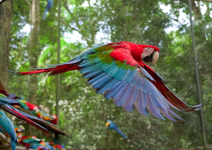 arara-vermelha voando no Viveiro das Araras