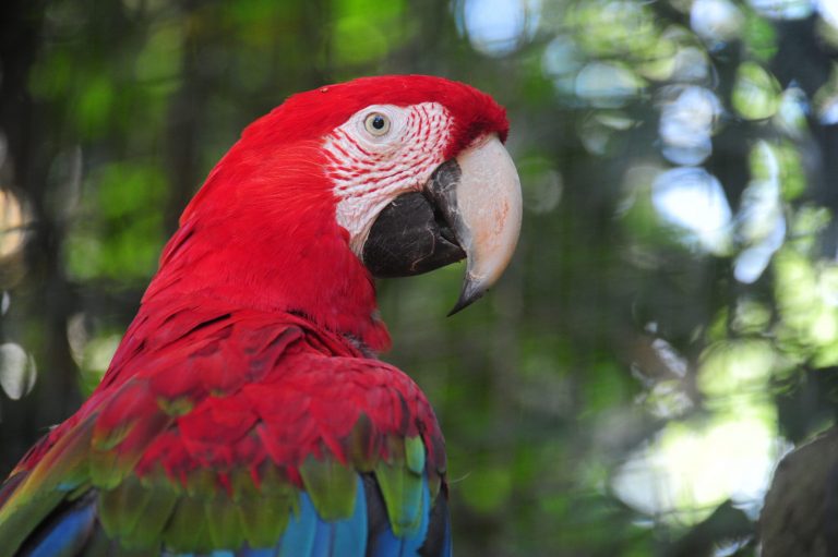 Parque das Aves - Arara